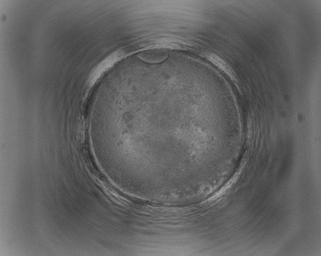 X0000067481067200604071133