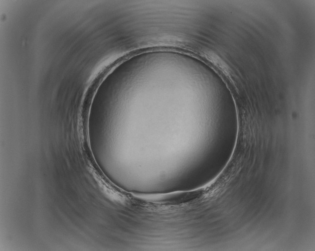 X0000067481072200604071133