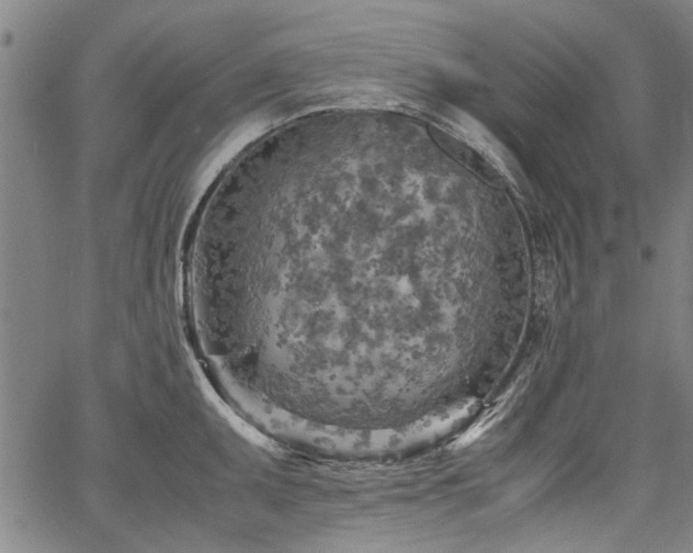 X0000067481095200604071132