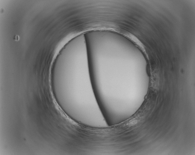 X0000067481096200604071132