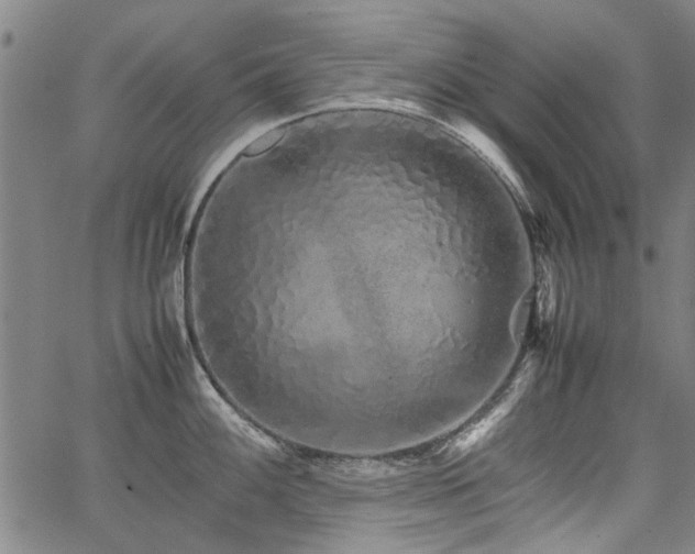 X0000067481100200604071132