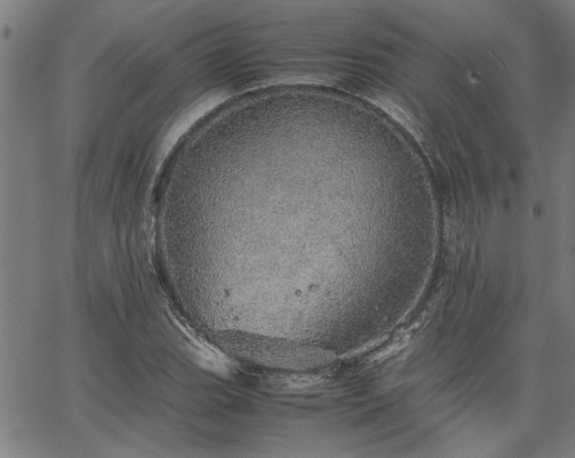 X0000067481119200604071132