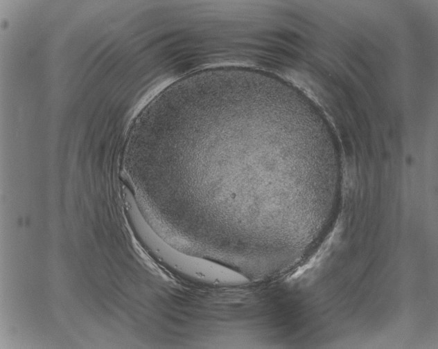 X0000067481137200604071132