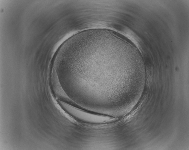 X0000067481142200604071132