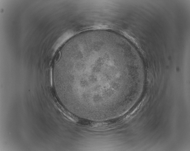 X0000067481171200604071131