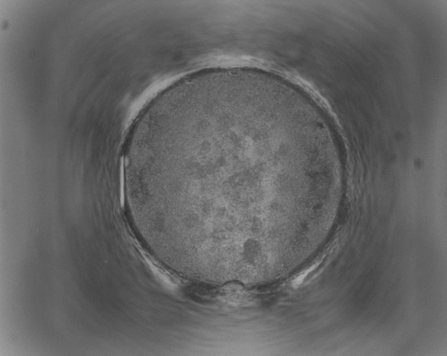 X0000067481175200604071131