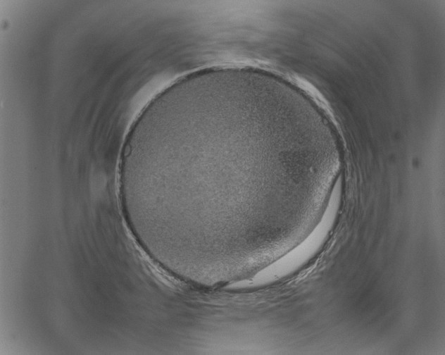 X0000067481183200604071131