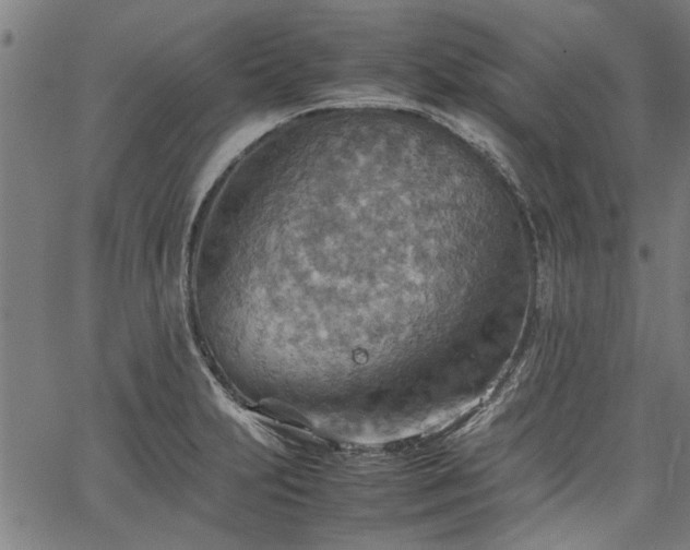 X0000067481231200604071130