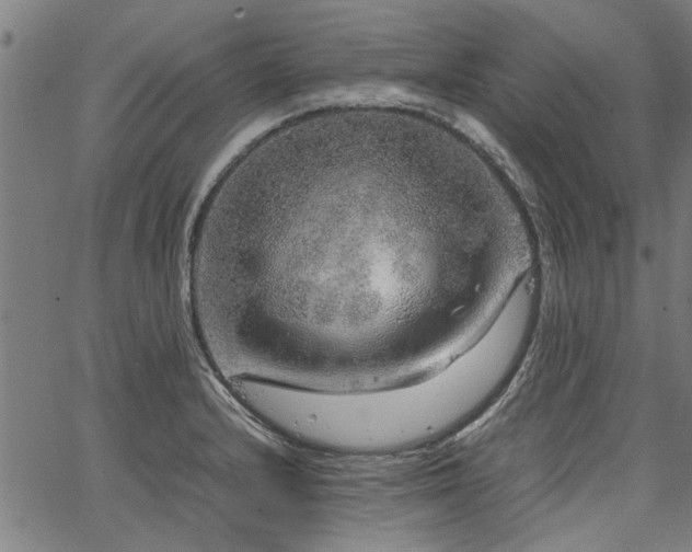 X0000067481232200604071130