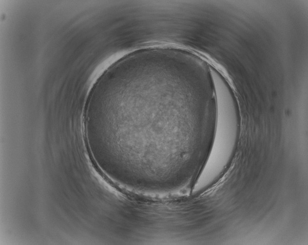 X0000067481239200604071131