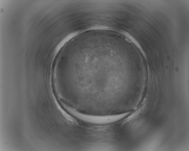 X0000067481245200604071131