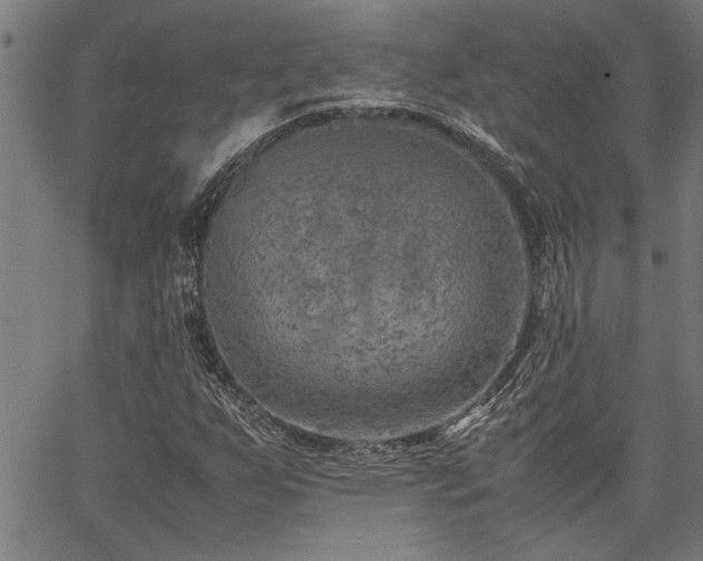 X0000067481255200604071130