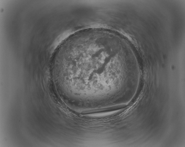 X0000067481263200604071130