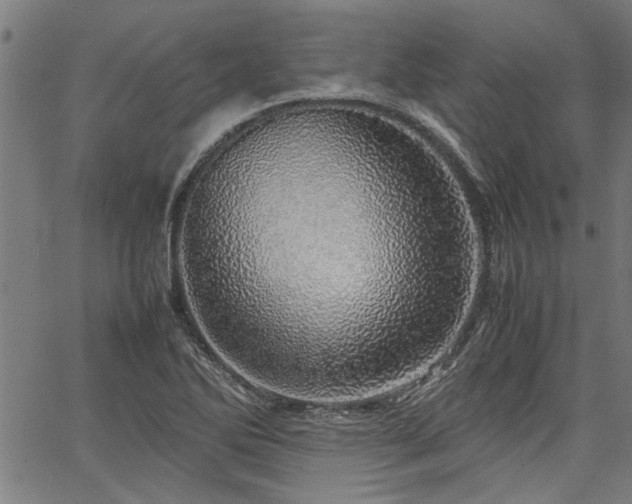 X0000067481270200604071130