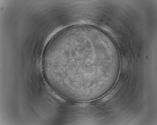 X0000067481278200604071129