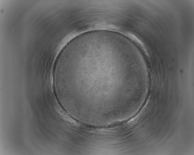 X0000067481280200604071129