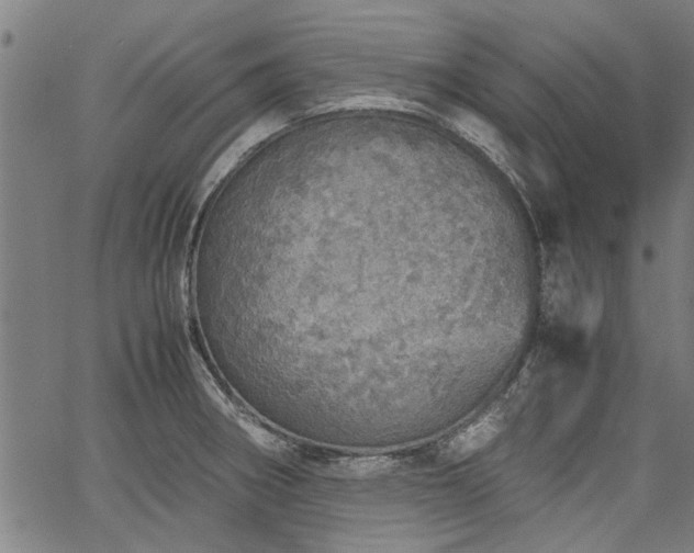 X0000067481282200604071129