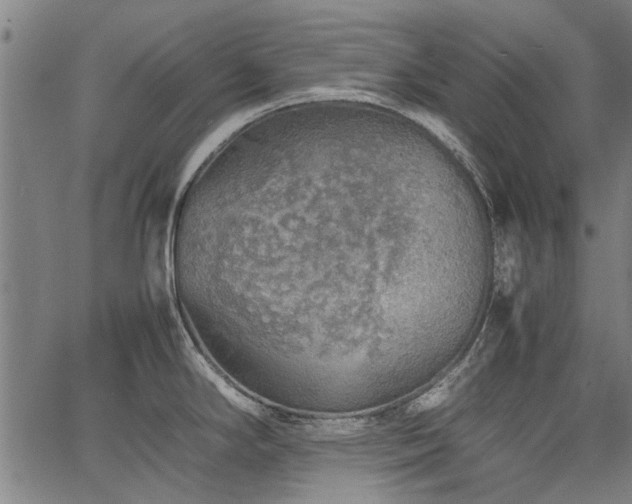 X0000067481294200604071129