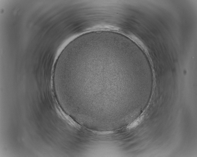 X0000067481296200604071129