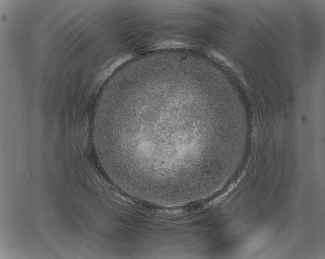 X0000067481313200604071129