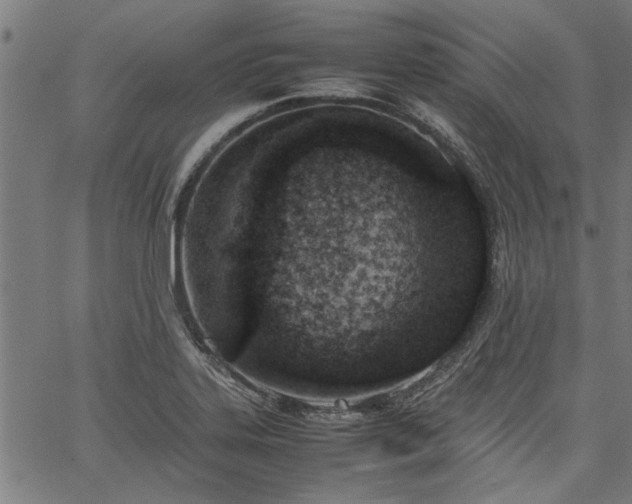 X0000067481323200604071129