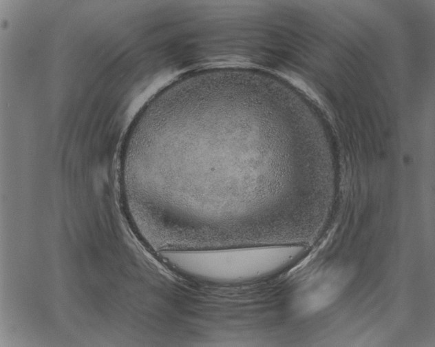 X0000067481325200604071129