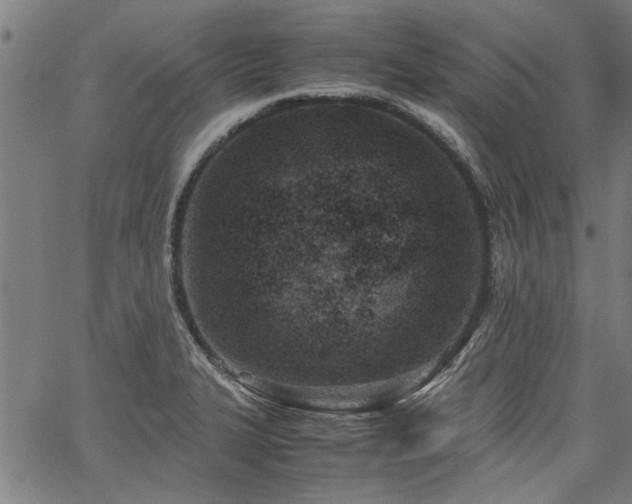 X0000067481327200604071129