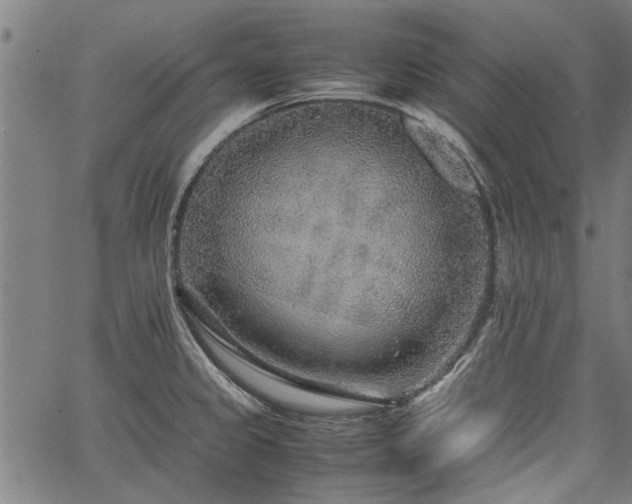 X0000067481333200604071129