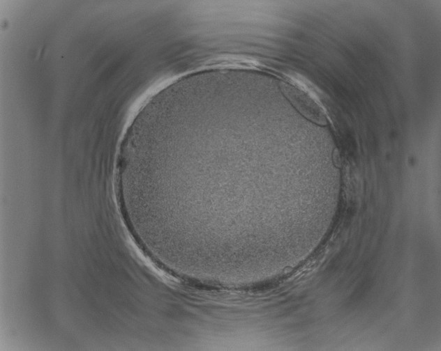 X0000067481379200604071128