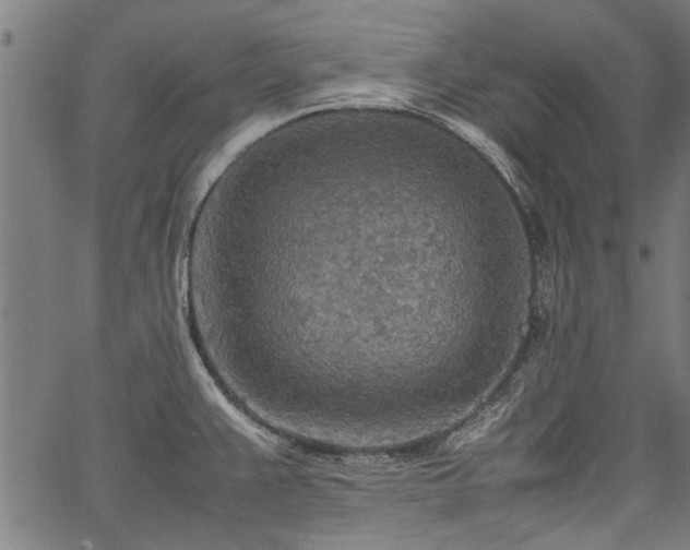 X0000067481383200604071128