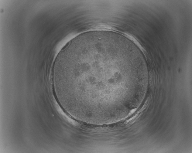 X0000067481387200604071128