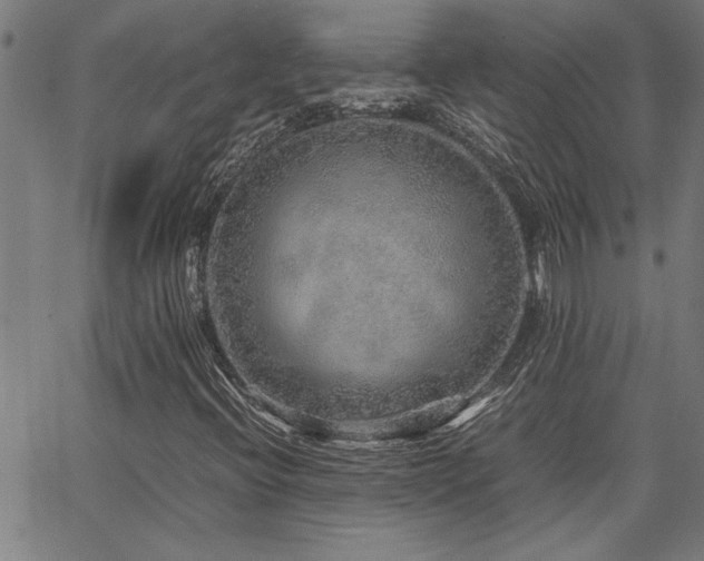 X0000067481396200604071127