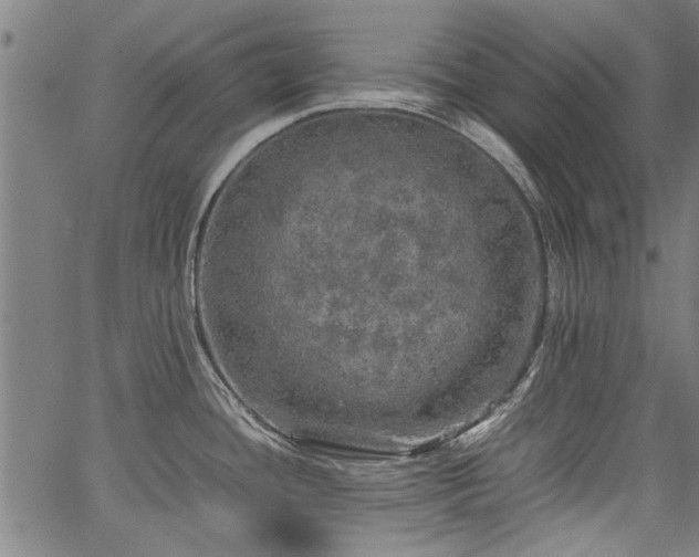 X0000067481436200604071128