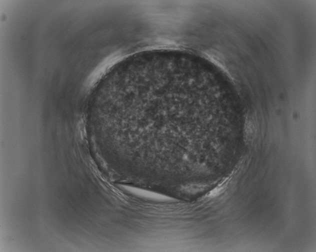 X0000067481455200604071127