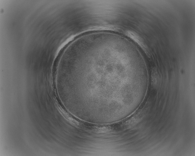 X0000067481460200604071126