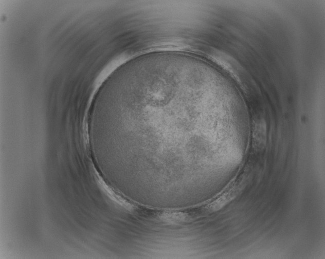 X0000067481466200604071126