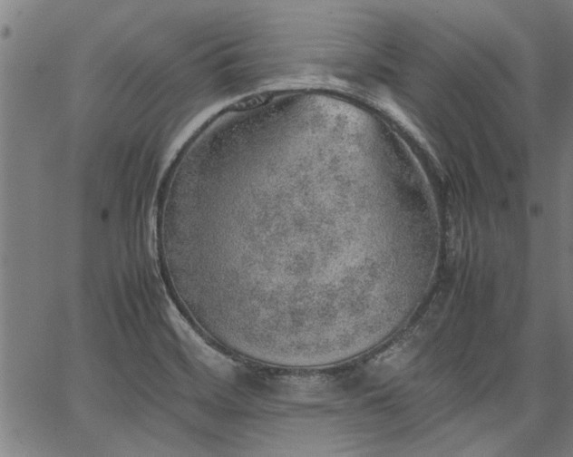 X0000067481468200604071126