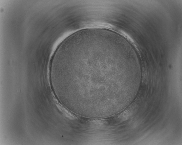 X0000067481480200604071126