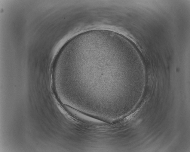 X0000067481511200604071126