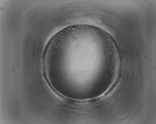 X0000067481517200604071126