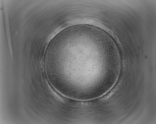 X0000067481521200604071126