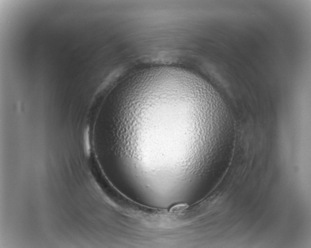 X0000067480020200604101241