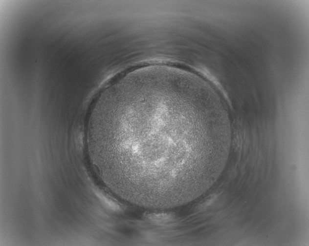 X0000067480063200604101240