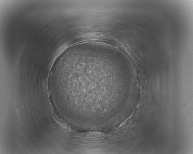 X0000067480099200604101239