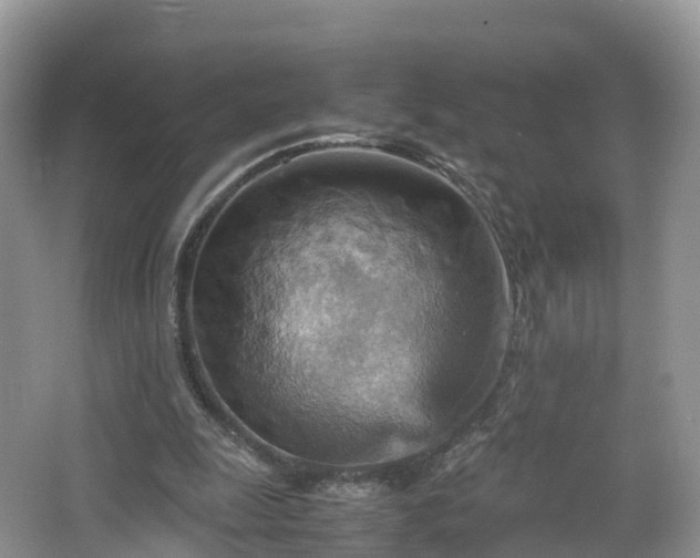 X0000067480247200604101236