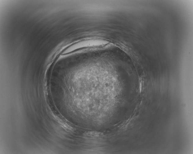 X0000067480339200604101235