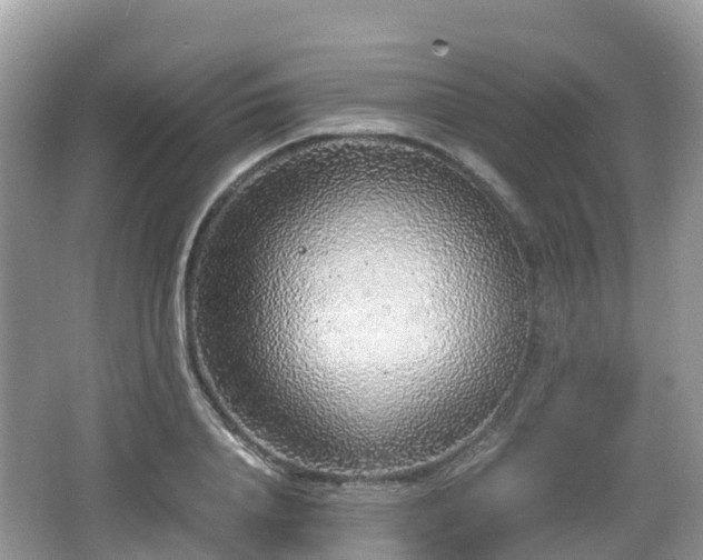 X0000067480840200604101227