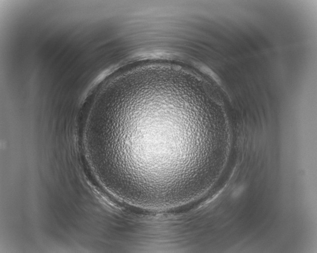 X0000067480922200604101225