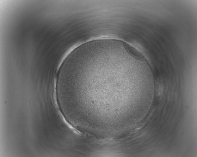 X0000067481006200604101224