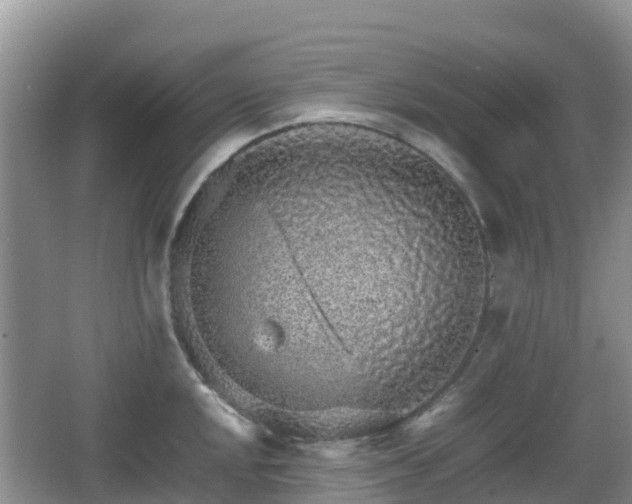 X0000067481048200604101224